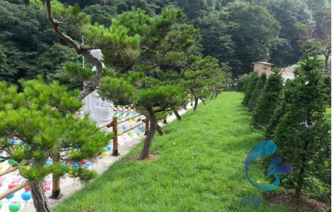 자연장 수목장 by 가람퓨너럴